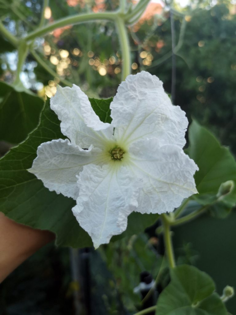 Cucuzza flowers bloom at dawn