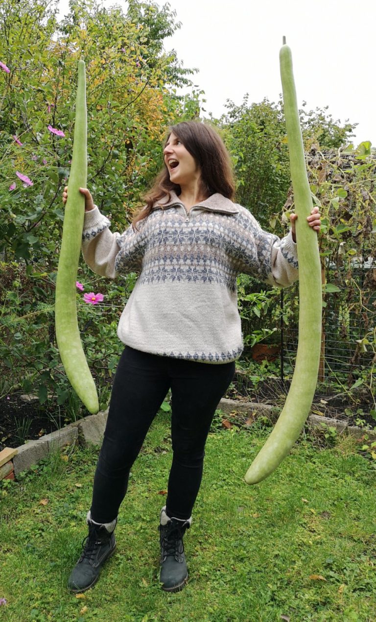 How to grow Cucuzza - get the longest squash ever! - Green-Thumb-Kitchen