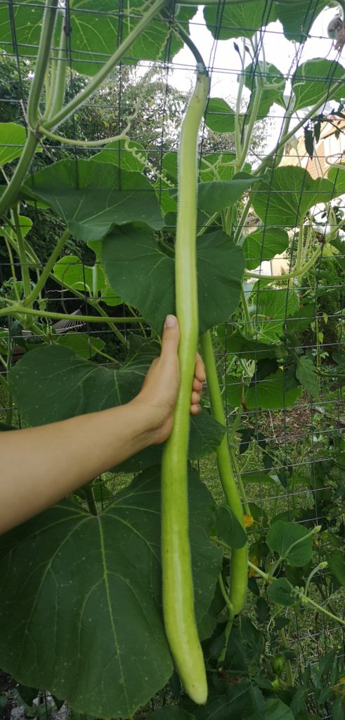 Perfect harvest size for a cucuzza