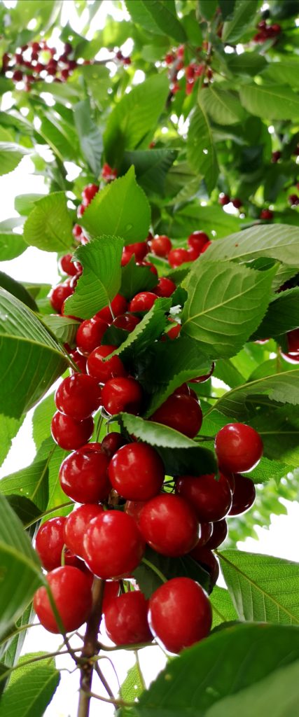 prevent maggots in cherries