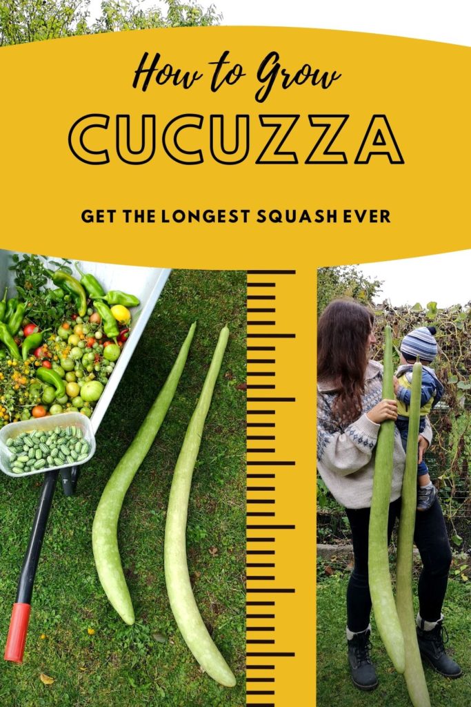 How to grow Cucuzza Squash