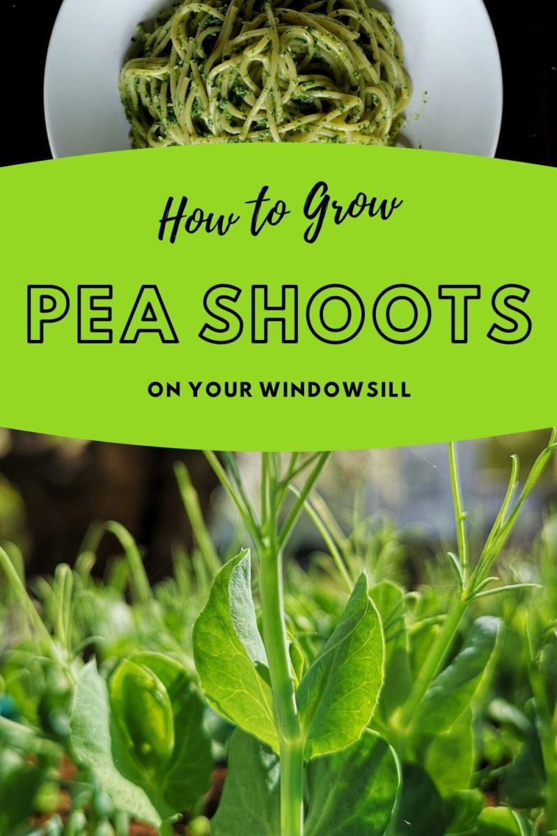 Grow Pea Shoots on Your Windowsill - Green-Thumb-Kitchen