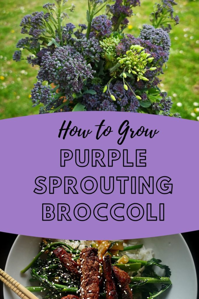How to Grow Purple Sprouting Broccoli