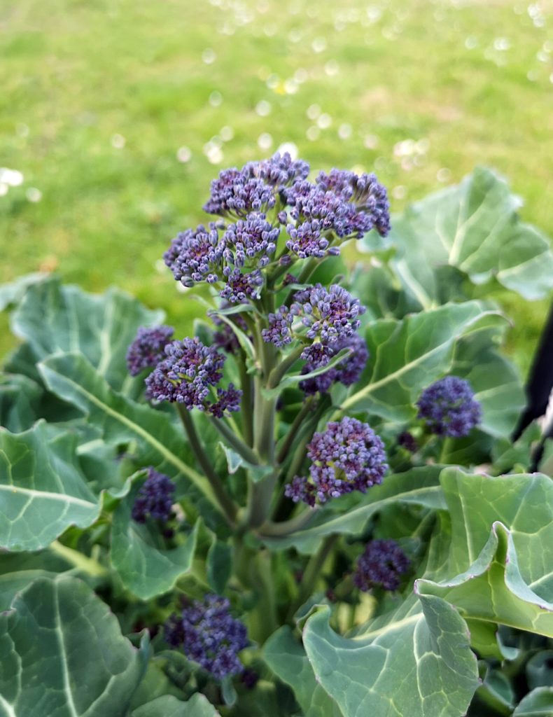 Purple Sprouting Broccoli Plant