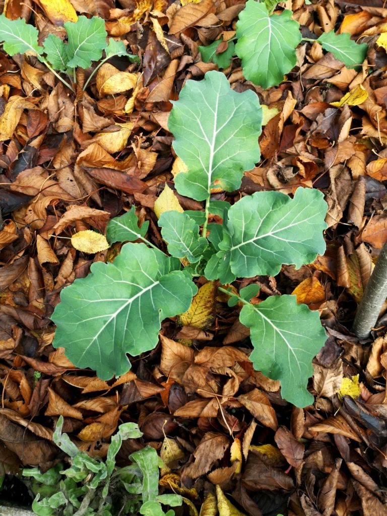 small sprouting broccoli plant in autumn, mulched with leaves