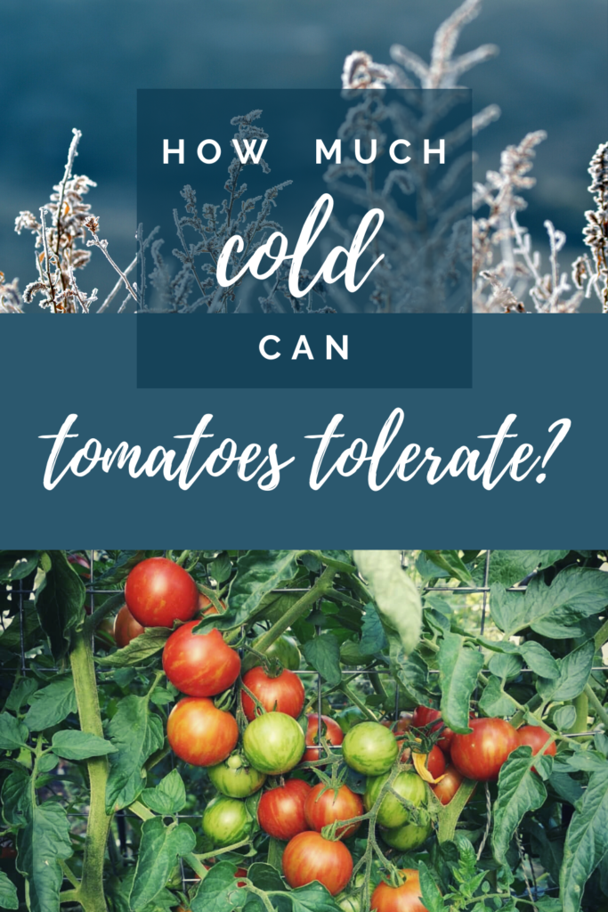 Tomato Plants And Temperature - Lowest Temperature To Grow Tomatoes