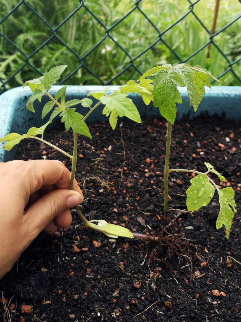 Save leggy tomato seedlings