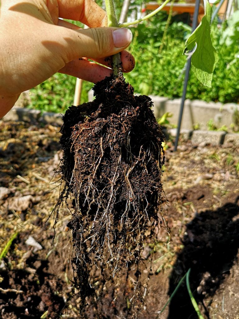 Transplanting tomatoes loosened rootball