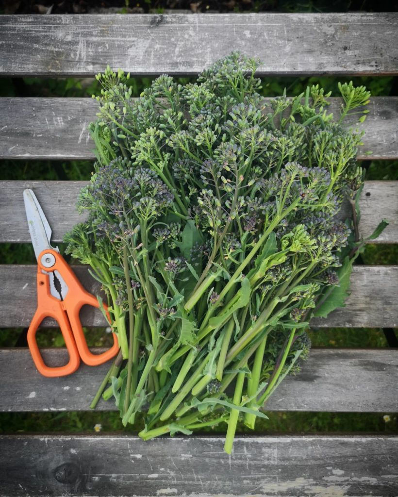fresh harvest sprouting broccoli