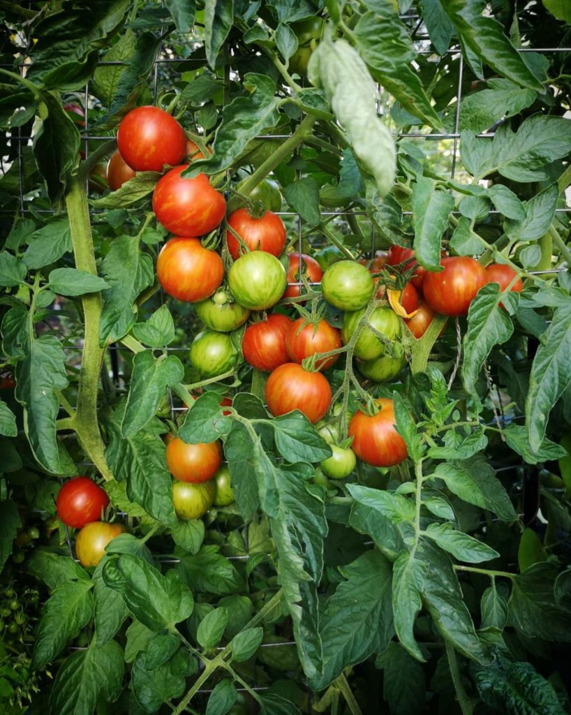 healthy tomato fruit set - how much cold can tomatoes tolerate?