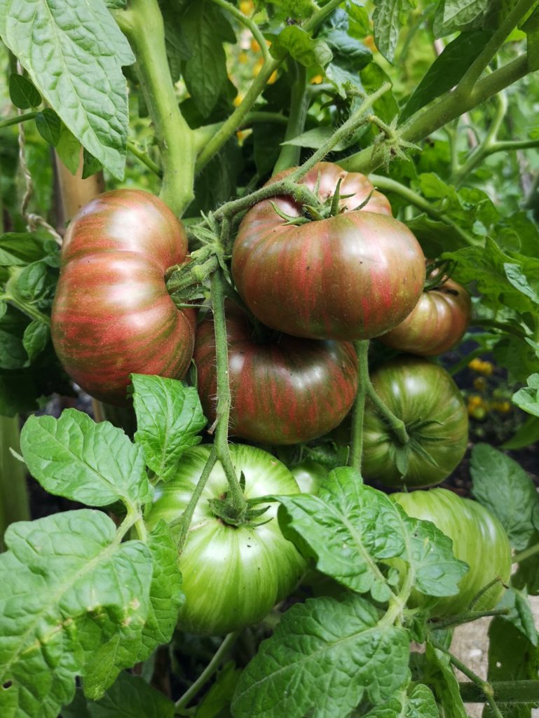 strong fruit bearing tomato plant